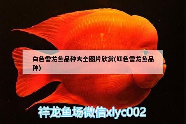 白色龍魚的種類搜vs祥龍魚場：白色龍魚市場價格