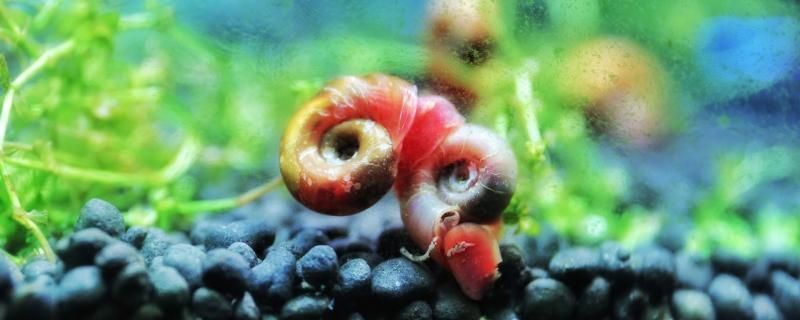 高檔魚缸品牌（高檔魚缸品牌十大排名）