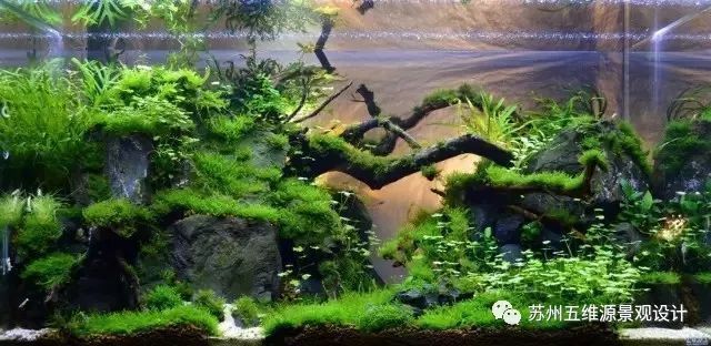 24魚缸造景：24小時(shí)不間斷的魚缸造景需要準(zhǔn)備哪些材料