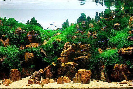 24魚缸造景：24小時(shí)不間斷的魚缸造景需要準(zhǔn)備哪些材料