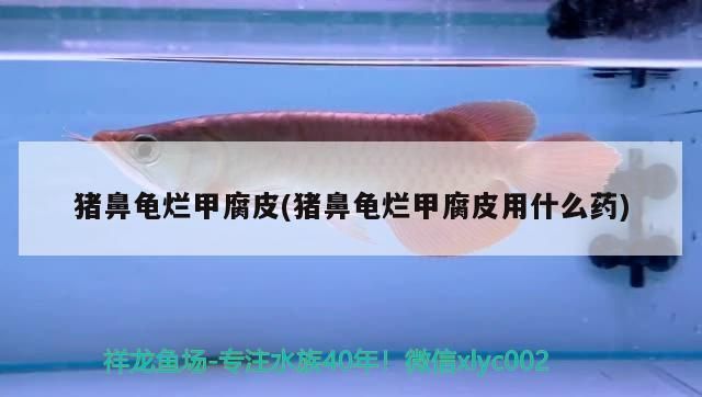 豬鼻龜皮膚潰爛需要清理：豬鼻龜爛甲腐皮怎么辦