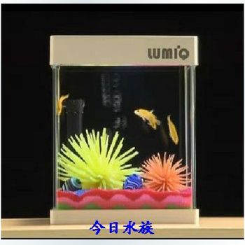 1米魚缸養幾條薩伊藍鯉魚合適：1米的魚缸養幾條薩伊藍鯉魚合適？ 1米魚缸養幾條薩伊藍鯉魚合適：1米的魚缸養幾條薩伊藍鯉魚合適？ 魚缸百科 第2張
