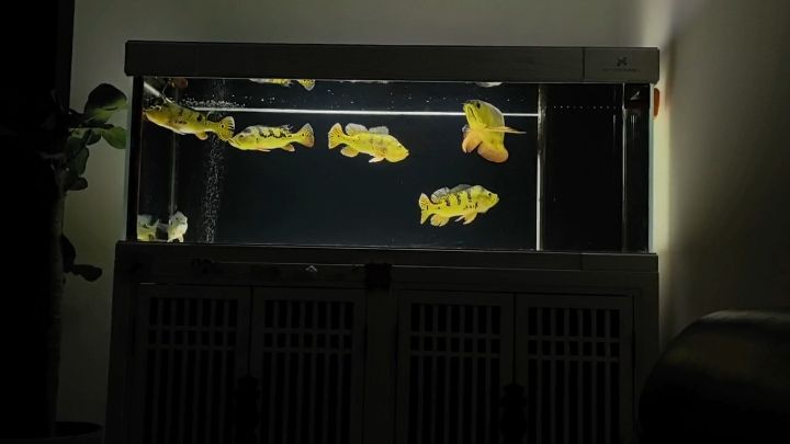 養(yǎng)了快一年的巴西亞