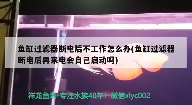 魚缸過濾器斷電后不工作怎么辦(魚缸過濾器斷電后再來電會自己啟動嗎) 魚缸過濾器斷電后不工作怎么辦(魚缸過濾器斷電后再來電會自己啟動嗎) 金龍魚百科