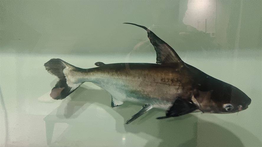 武威有沒有龍魚養殖業？（武威市的龍魚養殖發展前景如何？） 武威有沒有龍魚養殖業？（武威市的龍魚養殖發展前景如何？） 龍魚百科 第1張