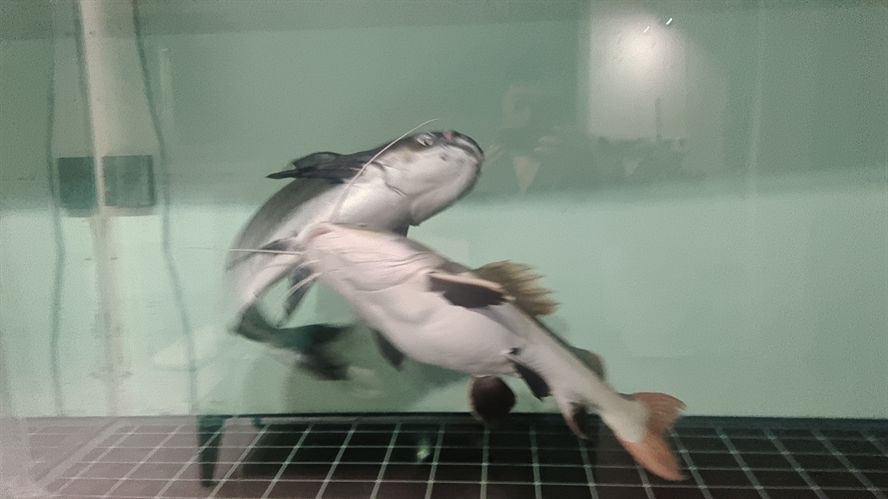 招財(cái)貓