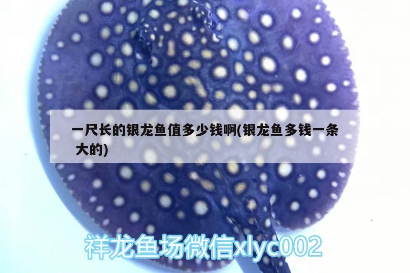 一尺長(zhǎng)的銀龍魚(yú)值多少錢啊(銀龍魚(yú)多錢一條大的) 一尺長(zhǎng)的銀龍魚(yú)值多少錢啊(銀龍魚(yú)多錢一條大的) 銀龍魚(yú)百科