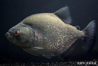 虎魚身上有黑斑：虎魚身上出現(xiàn)黑斑可能是生病造成的，可能是生病造成的