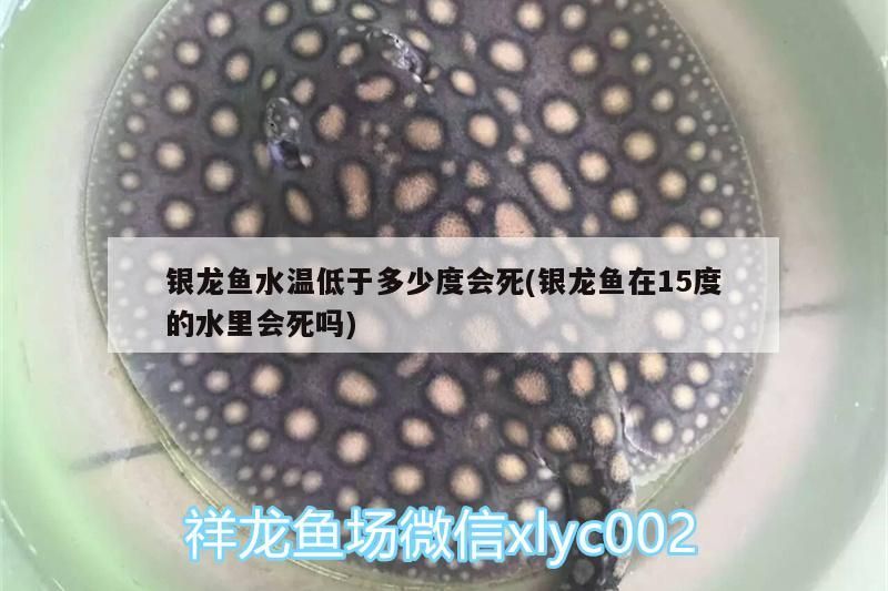 銀龍魚水溫低于多少度會(huì)死(銀龍魚在15度的水里會(huì)死嗎)