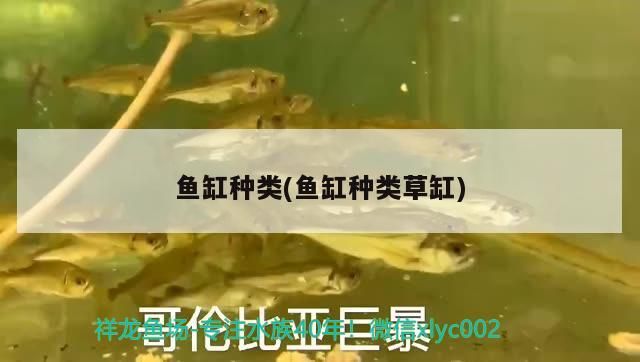 魚缸種類(魚缸種類草缸) 魚缸種類(魚缸種類草缸) 金龍魚百科 第2張