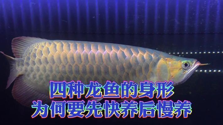 紅龍魚不愛吃食怎么辦好請幫幫忙vs祥龍魚場：全球首獲cites準證繁殖及出口龍魚的魚場