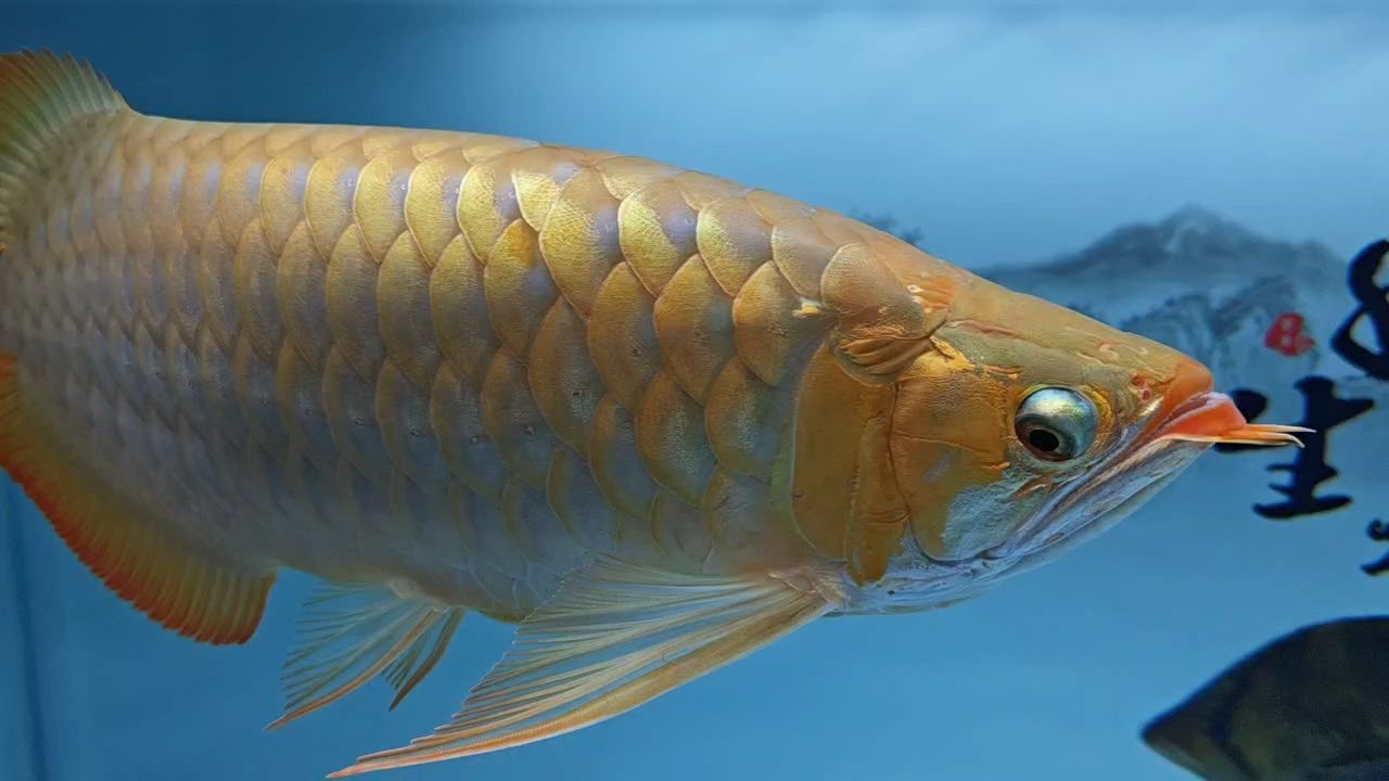 新水新氣象[deyi][deyi][deyi] 新水新氣象[deyi][deyi][deyi] 龍魚論壇