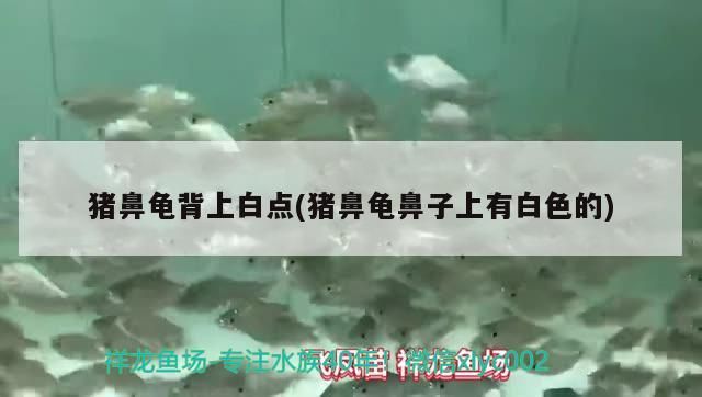 豬鼻龜背上白點(豬鼻龜鼻子上有白色的)
