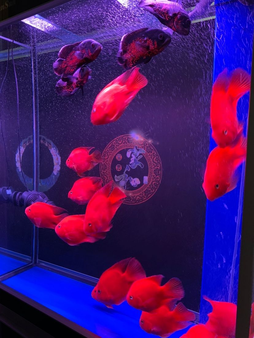 北京世奎花海苑觀賞魚店