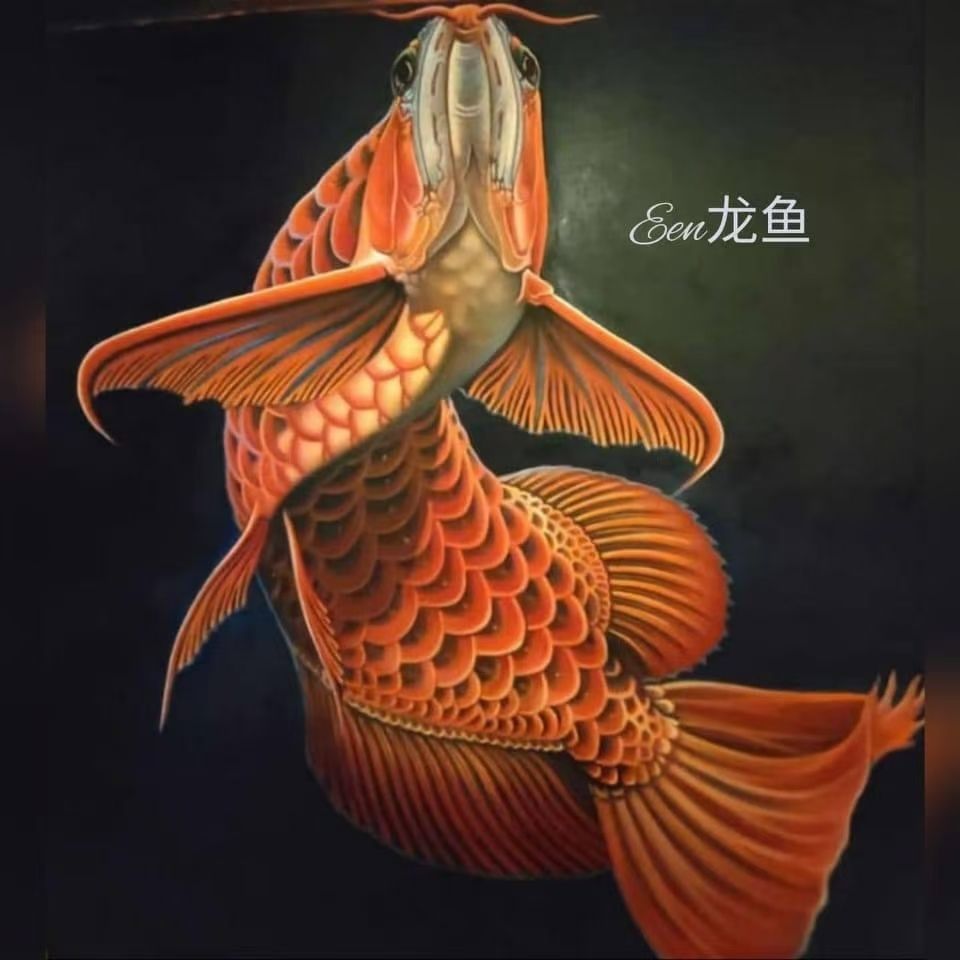 即將到達 伊薩庫-德魯斯小魚10只 尺寸20-23公分預定價20000一只 白片小花鱗尺寸20-25公分6只 預定價35000一只 定金為準
