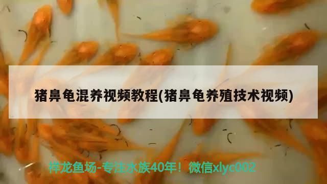 豬鼻龜混養視頻教程(豬鼻龜養殖技術視頻) 豬鼻龜混養視頻教程(豬鼻龜養殖技術視頻) 豬鼻龜百科