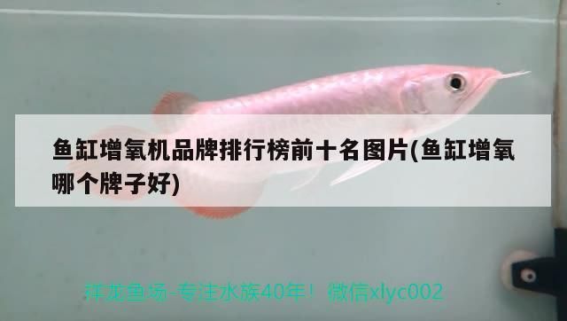 魚缸增氧機品牌排行榜前十名圖片(魚缸增氧哪個牌子好) 魚缸增氧機品牌排行榜前十名圖片(魚缸增氧哪個牌子好) 觀賞魚百科