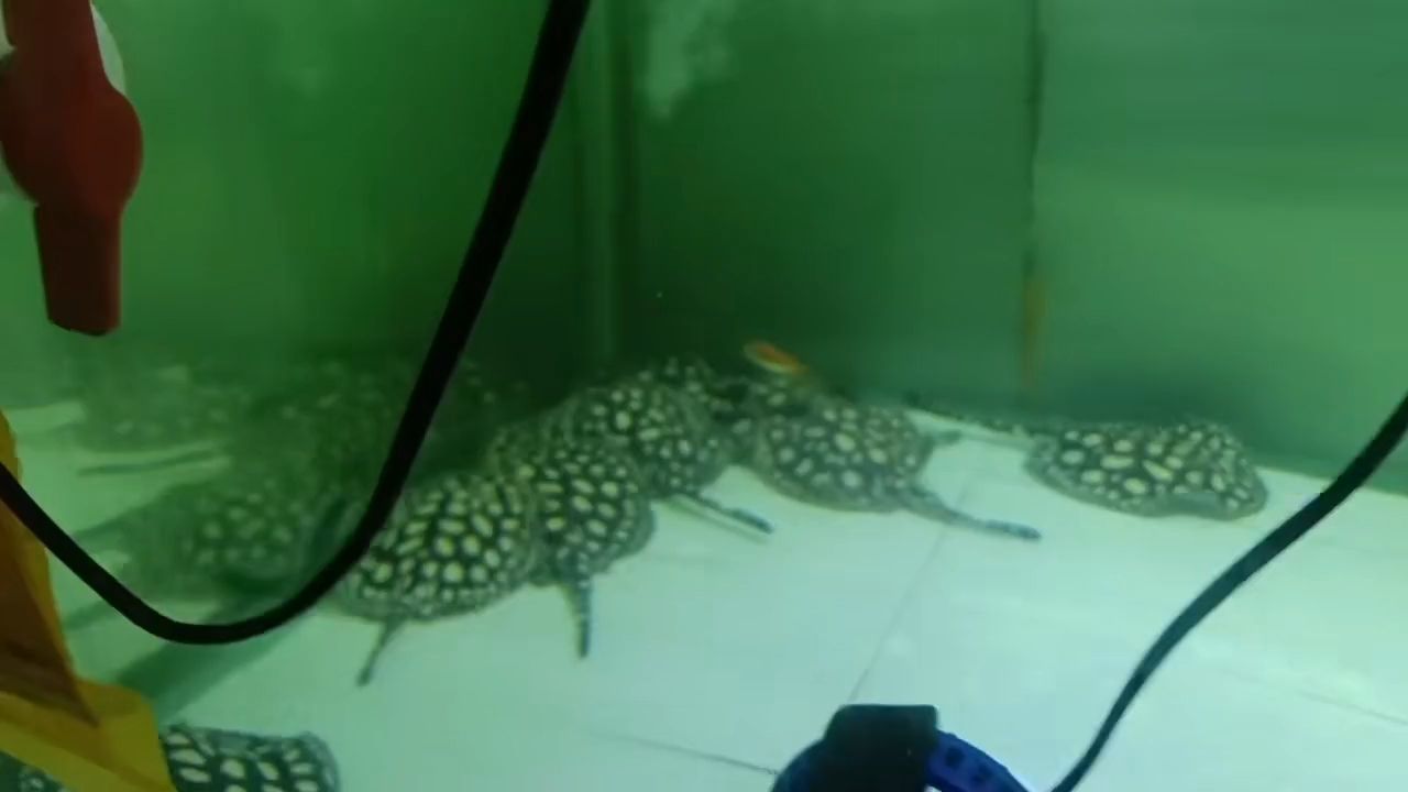 保養中