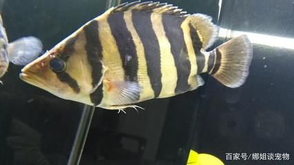 虎魚是什么魚：關(guān)于虎魚的一些詳細(xì)信息