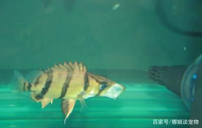 虎魚是什么魚：關(guān)于虎魚的一些詳細(xì)信息