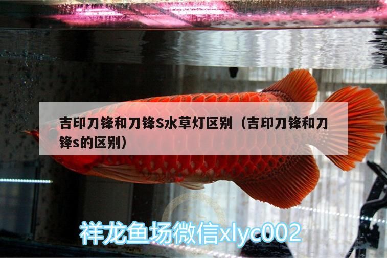 吉印刀鋒和刀鋒S水草燈區別（吉印刀鋒和刀鋒s的區別）