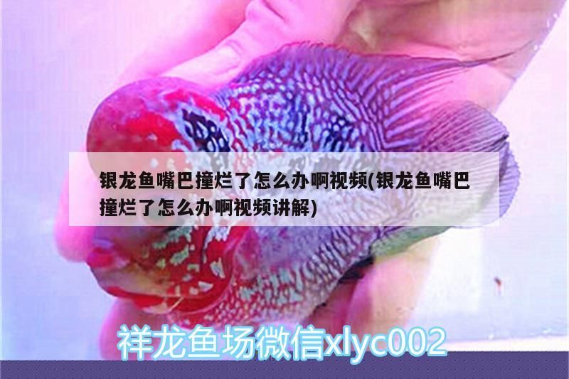 魚缸用增氧泵價(jià)格是多少:魚缸增氧機(jī)-xtrac增氧機(jī)-xtrac增氧機(jī) 銀龍魚嘴巴撞爛了怎么辦啊視頻(銀龍魚嘴巴撞爛了怎么辦啊視頻講解) 銀龍魚百科 銀龍魚嘴巴撞爛了怎么辦啊視頻(銀龍魚嘴巴撞爛了怎么辦啊視頻講解) 銀龍魚嘴巴撞爛了怎么辦啊視頻(銀龍魚嘴巴撞爛了怎么辦啊視頻講解) 銀龍魚百科