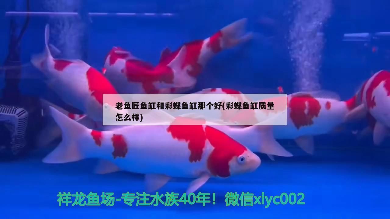 老魚匠魚缸和彩蝶魚缸那個好(彩蝶魚缸質量怎么樣)