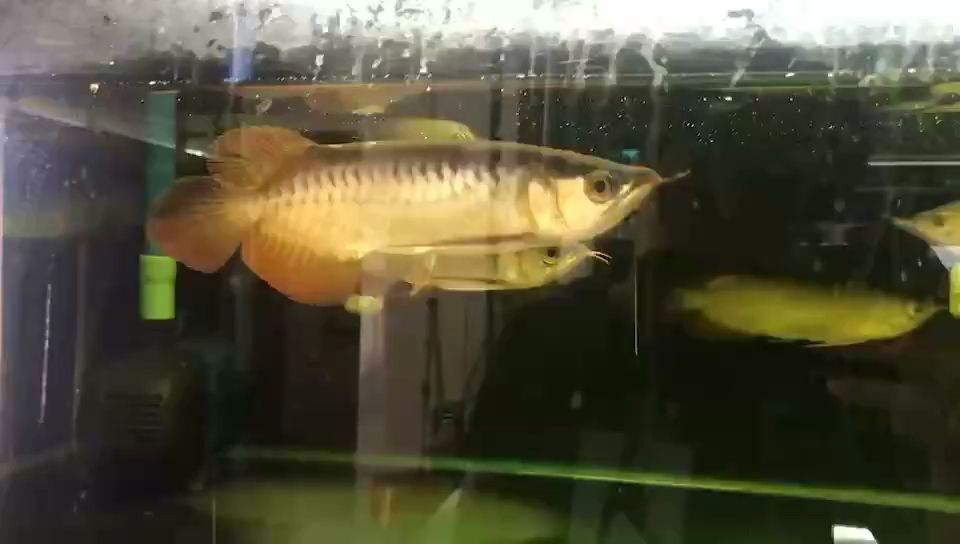 油