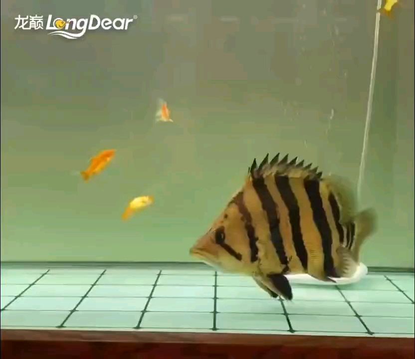 轉發588