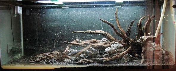 祥龍魚場在CIPS2025的參展主題是什么,祥龍魚場參加cips2025展會 龍魚百科 第1張 祥龍魚場在CIPS2025的參展主題是什么,祥龍魚場參加cips2025展會 祥龍魚場在CIPS2025的參展主題是什么,祥龍魚場參加cips2025展會 龍魚百科 第1張