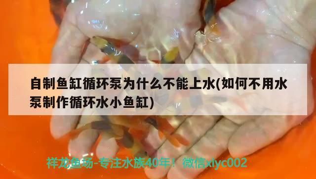 自制魚缸循環(huán)泵為什么不能上水(如何不用水泵制作循環(huán)水小魚缸)