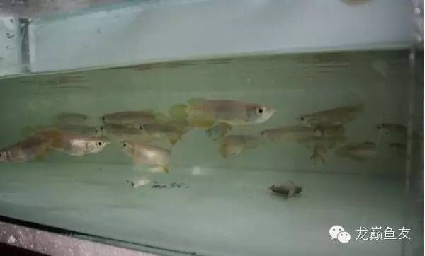 龍魚趴缸底怎么回事vs祥龍魚場：祥龍魚場龍魚健康指南，龍魚趴缸底的常見原因
