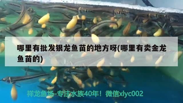 龍港區仟澈水族用品店 龍港區仟澈水族用品店 全國水族館企業名錄 第2張