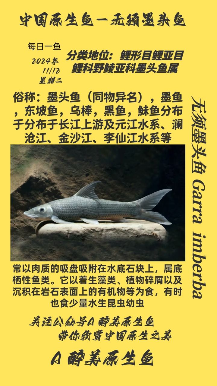 無須墨頭魚