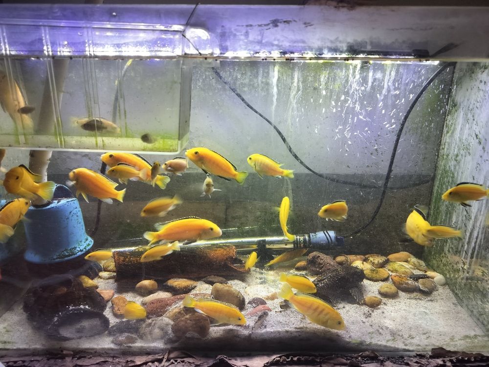 記錄一下我的三湖王子