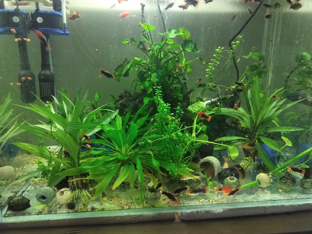 整個二氧化碳發生器 整個二氧化碳發生器 龍魚論壇