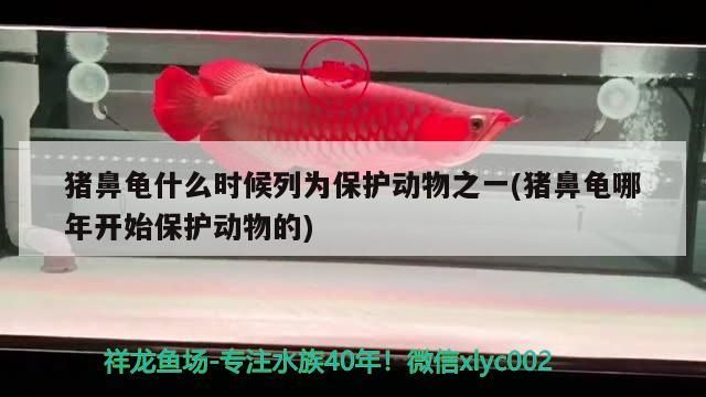 豬鼻龜什么時(shí)候列為保護(hù)動(dòng)物之一(豬鼻龜哪年開(kāi)始保護(hù)動(dòng)物的)