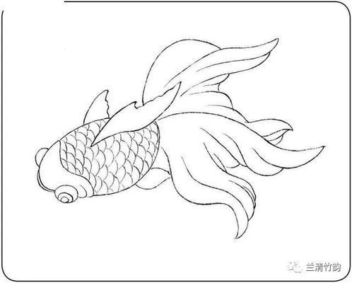 金龍魚白描技法的學(xué)習(xí)資源