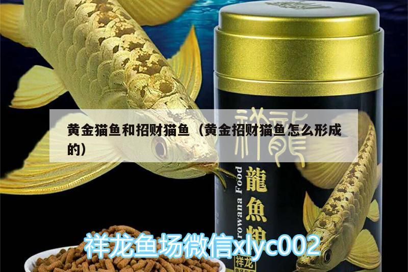 黃金貓魚和招財貓魚（黃金招財貓魚怎么形成的）