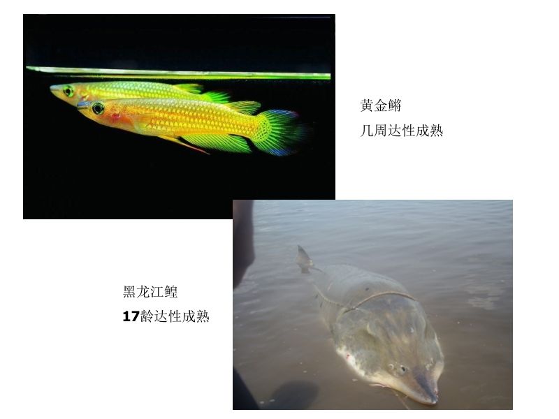 囊螺與耳蘿卜螺的區別，形態、生態與分類解析，囊螺與耳蘿卜螺的形態、生態及分類學差異解析