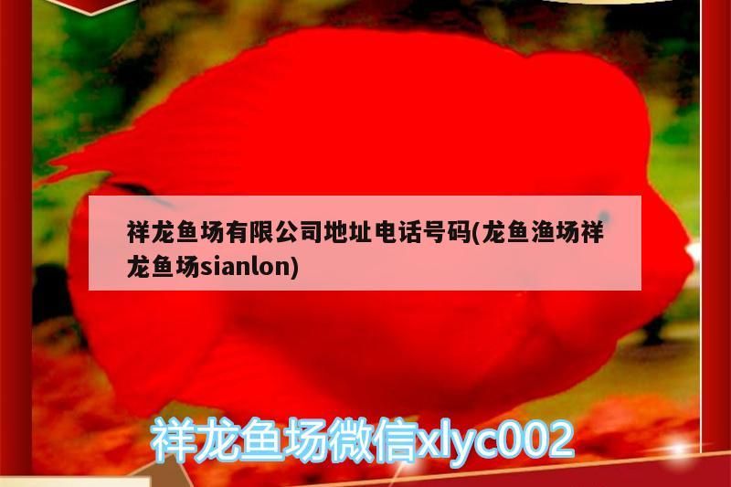 祥龍魚場有限公司地址電話號碼(龍魚漁場祥龍魚場sianlon)