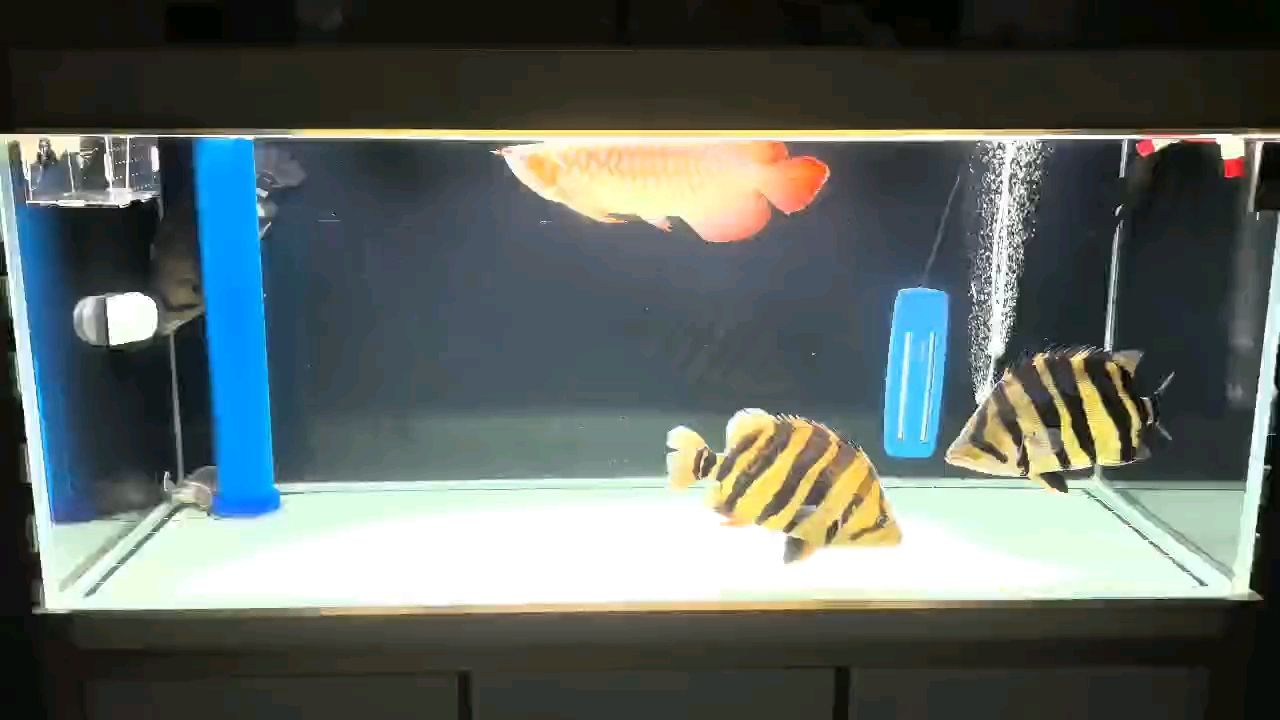換個背景 換個背景 龍魚論壇