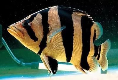 7到8厘米虎魚一天喂幾次食：7-8厘米的虎魚一天喂幾次食 7到8厘米虎魚一天喂幾次食：7-8厘米的虎魚一天喂幾次食 虎魚百科 第2張