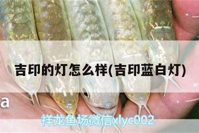 吉印的燈怎么樣(吉印藍白燈)