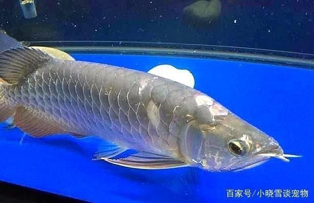 龍魚摔了一下就死了vs祥龍魚場：龍魚摔了一下就死了vs祥龍魚場的信譽評價如何正確飼養龍魚 龍魚摔了一下就死了vs祥龍魚場：龍魚摔了一下就死了vs祥龍魚場的信譽評價如何正確飼養龍魚 vs祥龍魚場 第4張