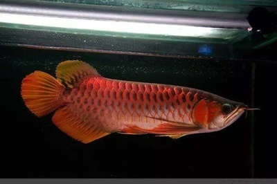 家庭魚缸價格及圖片（家庭魚缸價格及圖片大全）