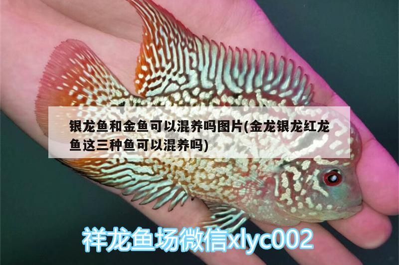 魚缸 銀龍魚和金魚可以混養嗎圖片(金龍銀龍紅龍魚這三種魚可以混養嗎) 銀龍魚百科 銀龍魚和金魚可以混養嗎圖片(金龍銀龍紅龍魚這三種魚可以混養嗎) 銀龍魚和金魚可以混養嗎圖片(金龍銀龍紅龍魚這三種魚可以混養嗎) 銀龍魚百科