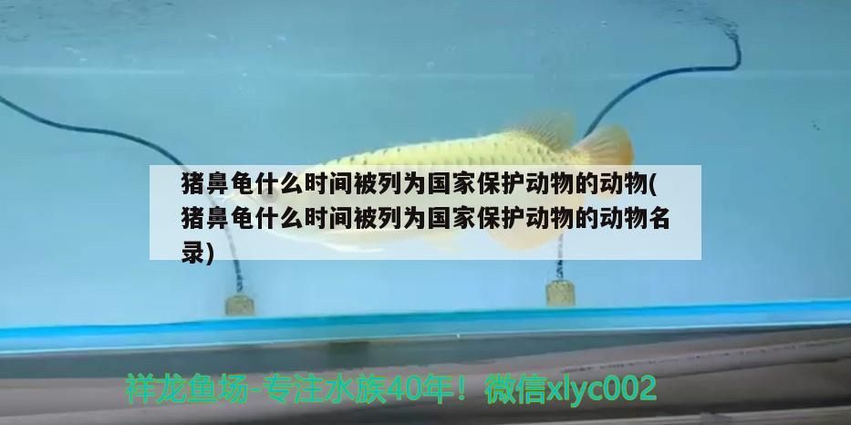 豬鼻龜什么時間被列為國家保護動物的動物(豬鼻龜什么時間被列為國家保護動物的動物名錄)