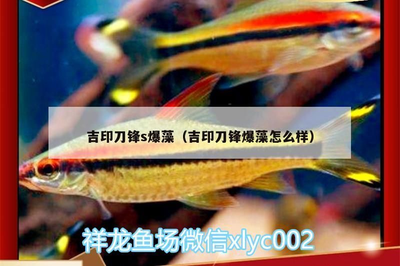 吉印刀鋒s爆藻（吉印刀鋒爆藻怎么樣） 吉印刀鋒s爆藻（吉印刀鋒爆藻怎么樣） 吉印水族