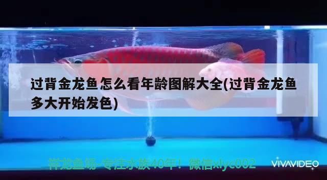 過背金龍魚怎么看年齡圖解大全(過背金龍魚多大開始發色)